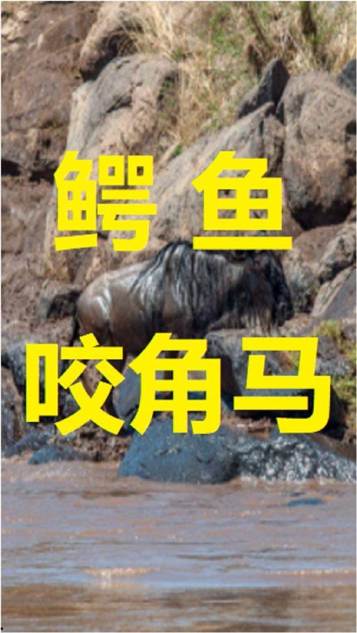 好心肠动物,传递爱与关怀的动人瞬间